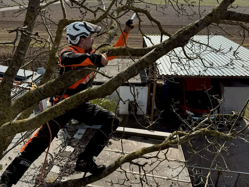Fachgerechte Baumpflege mit Handsäge