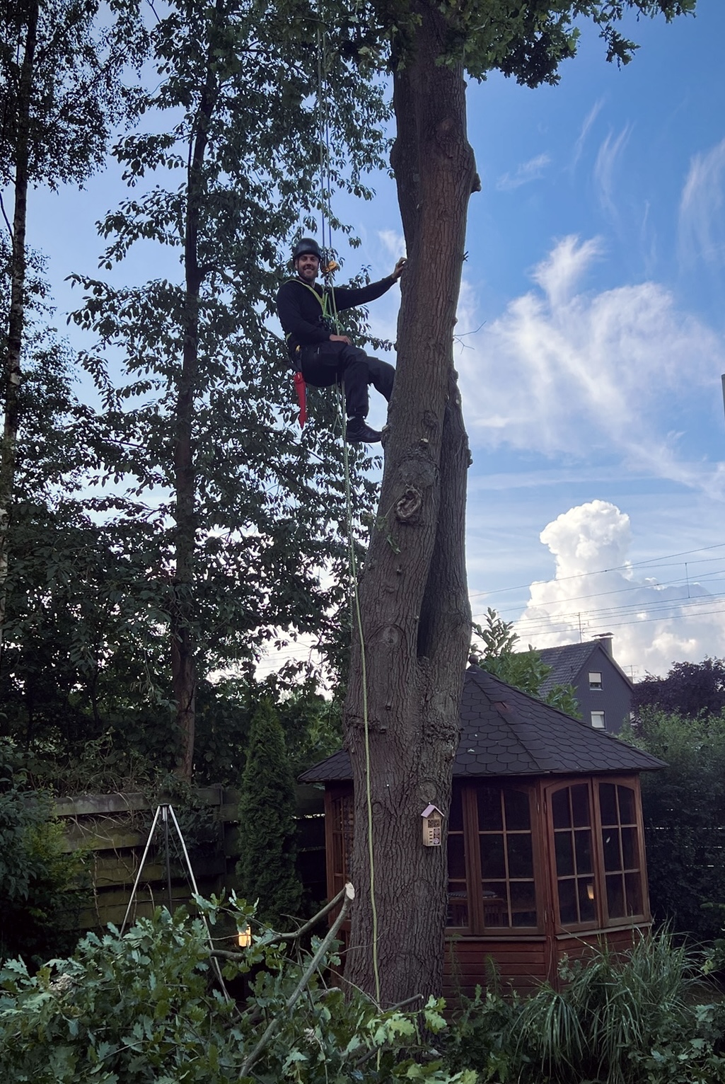 Baumpfleger arbeitet an einem hohen Baum vor blauem Himmel