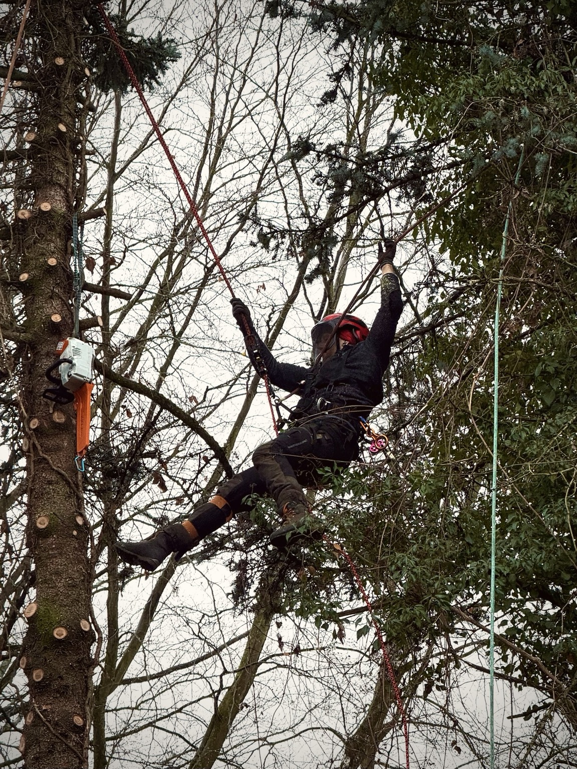 Baumpfleger mit Seilklettertechnik in einem Baum