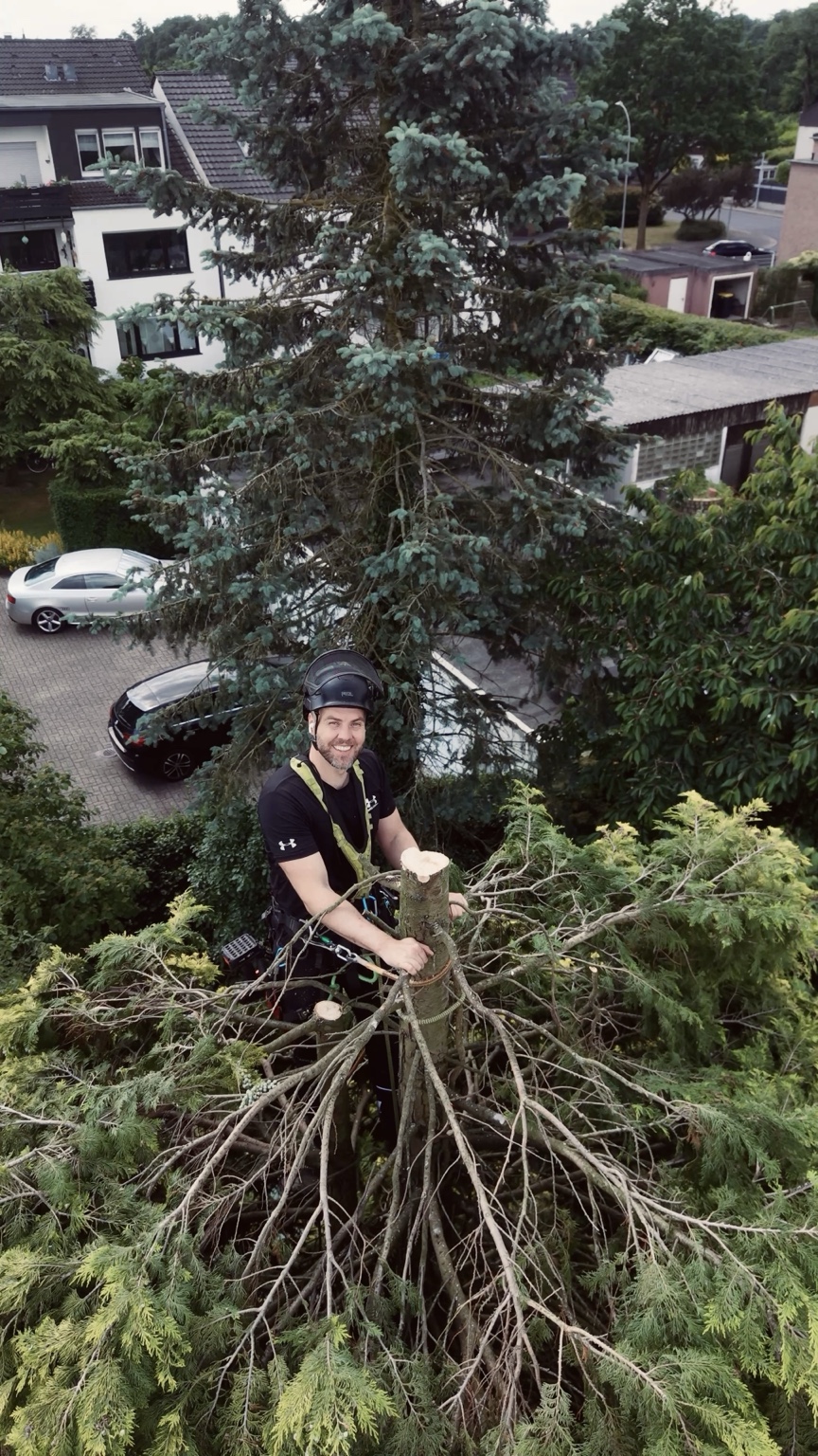 Baumpfleger auf einem gekappten Baum